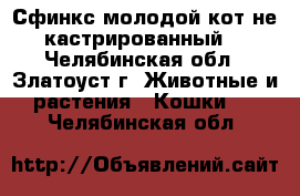 Сфинкс,молодой кот,не кастрированный. - Челябинская обл., Златоуст г. Животные и растения » Кошки   . Челябинская обл.